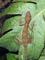 Anolis woodi