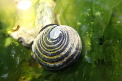 Nerita costata