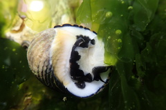 Nerita costata