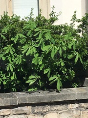 Aesculus hippocastanum