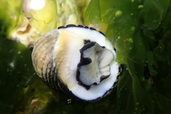Nerita costata