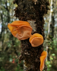 Aleurodiscus vitellinus