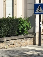 Aesculus hippocastanum