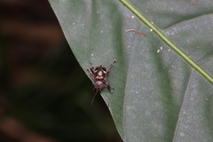 Trichochrysea