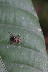 Trichochrysea