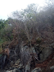 Cnidoscolus megacanthus