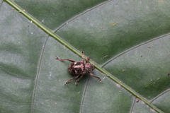 Trichochrysea