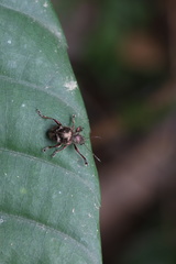Trichochrysea