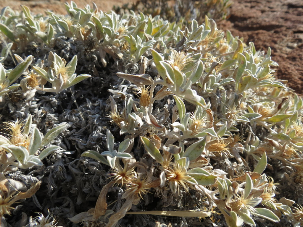 Dicoma cuneneensis