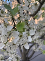 Pyrus