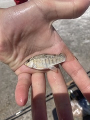 Floridichthys carpio
