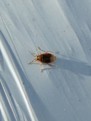 Agnocoris rubicundus