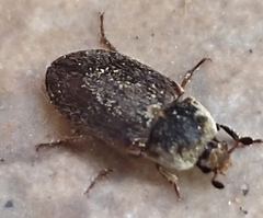 Dermestes frischii