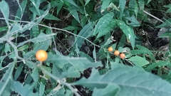 Solanum pseudocapsicum