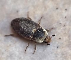 Dermestes frischii