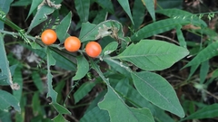 Solanum pseudocapsicum