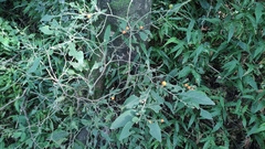 Solanum pseudocapsicum