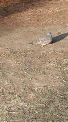 Streptopelia orientalis