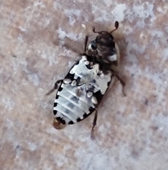 Dermestes frischii