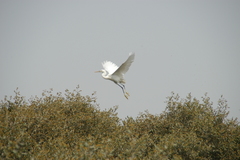 Egretta gularis