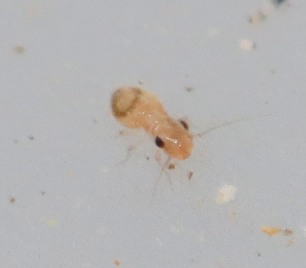 Thick bark louse