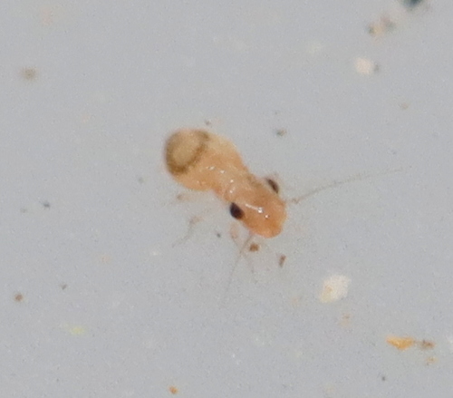 Thick bark louse