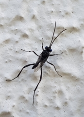 Evania appendigaster