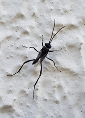 Evania appendigaster