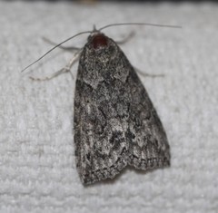 Calathusa basicunea