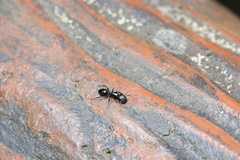 Formicoidea