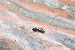 Formicoidea