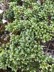 Ilex sugerokii