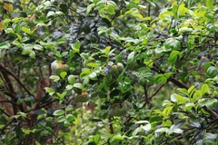 Exobasidium camelliae