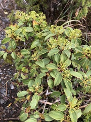 Viburnum propinquum