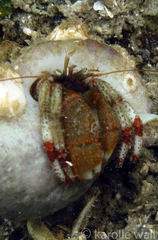 Pagurus beringanus