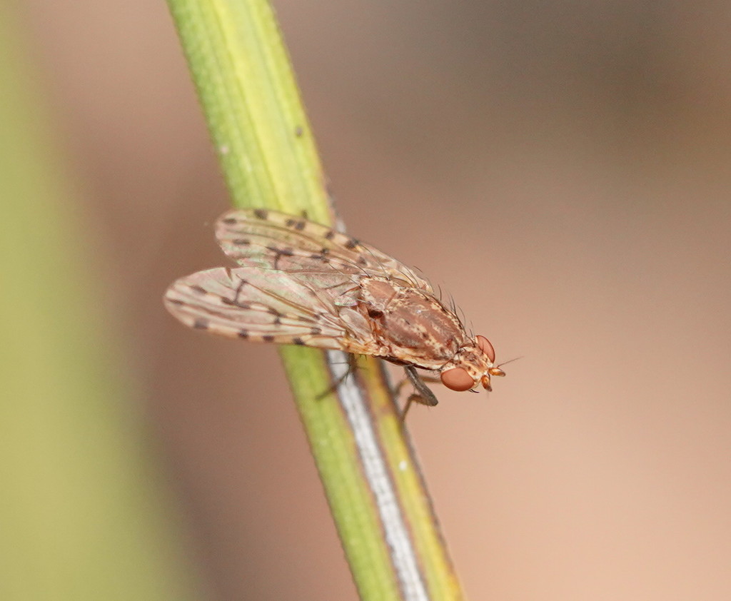 Diplogeomyza pectinervis