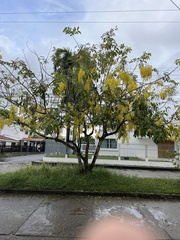 Cassia fistula