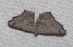 Dissomorphia australiaria