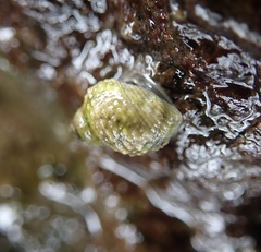 Echinolittorina radiata