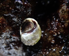 Echinolittorina radiata