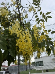Cassia fistula