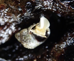 Echinolittorina radiata