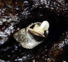 Echinolittorina radiata