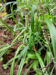 Carex dimorpholepis