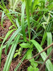 Carex dimorpholepis