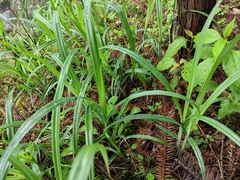 Carex dimorpholepis