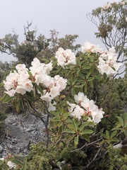 Rhododendron hyperythrum