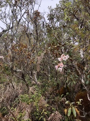 Rhododendron hyperythrum