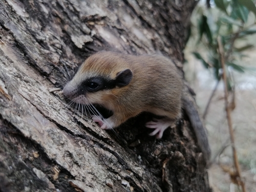 Eurasian Forest Dormouse, مشقيتا, photo 6 of 10