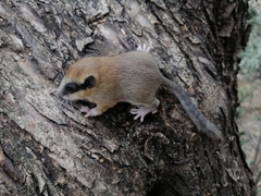 Dryomys nitedula
